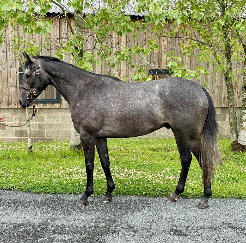 RHBloodstock's tweet photo. These two very nice 3yr old geldings by Coastal Path &amp; Diamond Boy which were due to sell this week are now heading to ⁦@GoffsUK⁩ sale. They’ll be joining our other draft there a No Risk at All, Great Pretender and a Al Namix. Please come and see them ⁦@RHBloodstock⁩. https://t.co/uzody7zIus