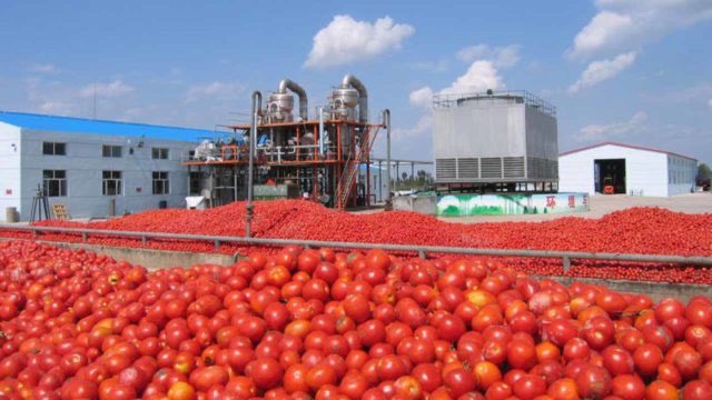 This Factory is the second largest in Nigeria, and the only fully backward integrated Factory in ECOWAS. It has the largest single tomatoes farm in Nigeria. The farm serves a dual purpose of producing industrial tomatoes in the dry season and soya beans in the raining season.