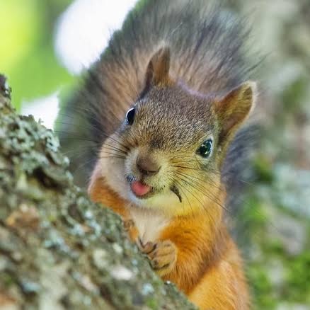 taehyun as squirrels - a thread - @TXT_members