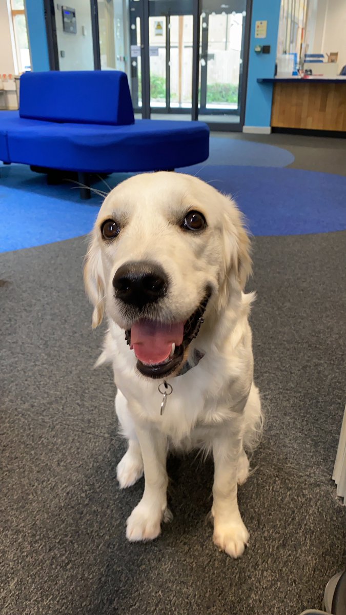 Here's Becksy who comes in to visit on the secondary site! Today's blog is all about dogs.
mpshomelearning.blogspot.com/2020/07/thursd…
