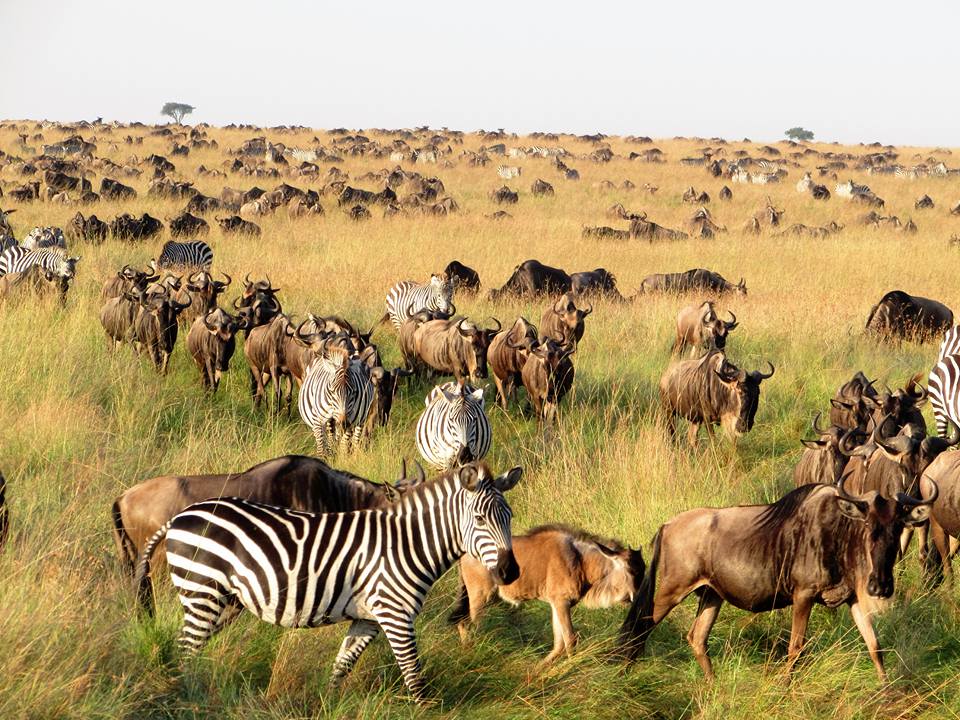 MaraIntrepids's tweet photo. When social distancing wasn't a thing. Meet ups at the local joint. π #JourneywithHeritagekenya
#ExploreMIC #Covid19 #Travel #Hospitality #Wildlife #MasaiMara https://t.co/BuQIbB5DlQ