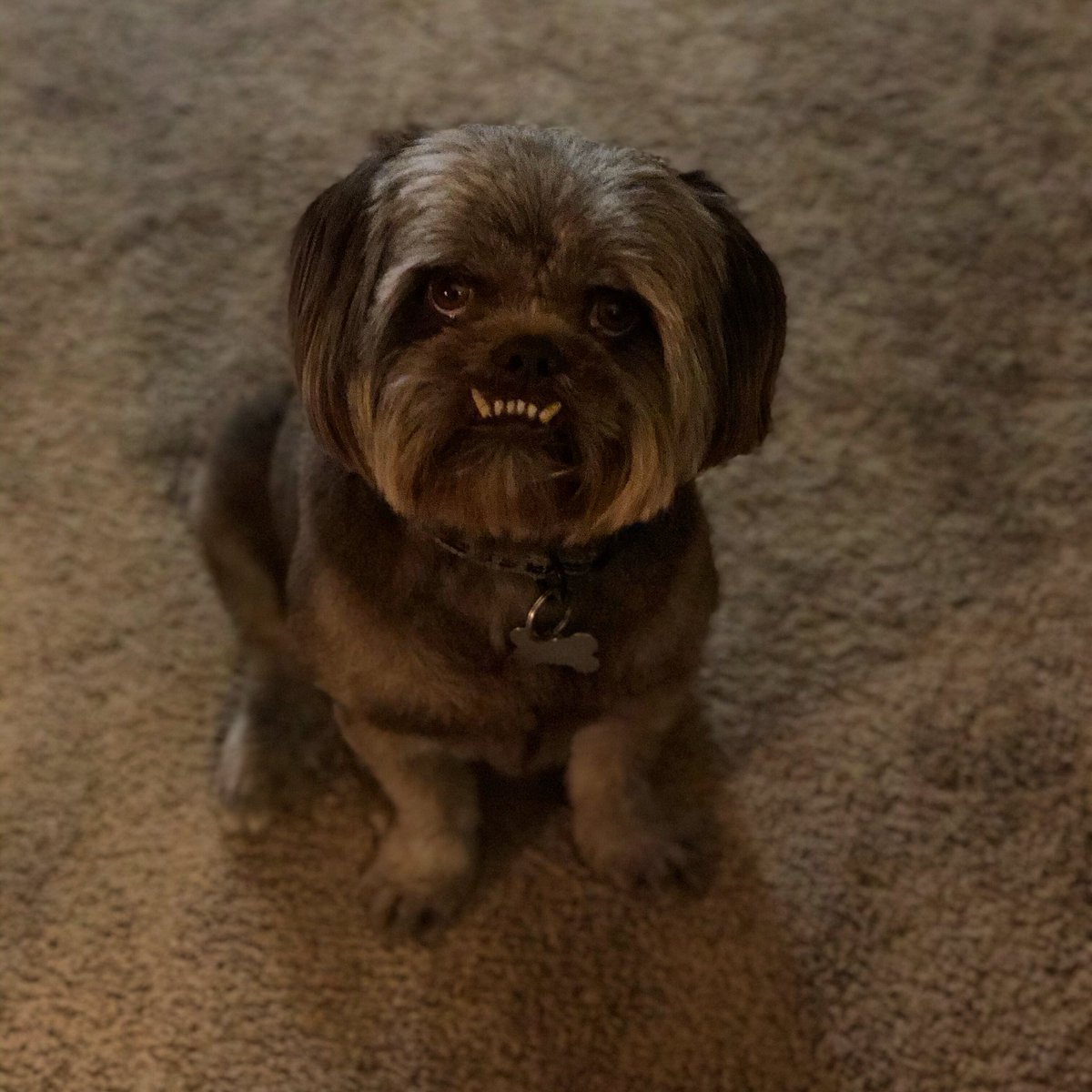 SingletaryAd's tweet photo. Hank Frank Singletary just doing his thang. #RescueDogs #Wonkydogs #teethfordays https://t.co/o5RubM0u7X