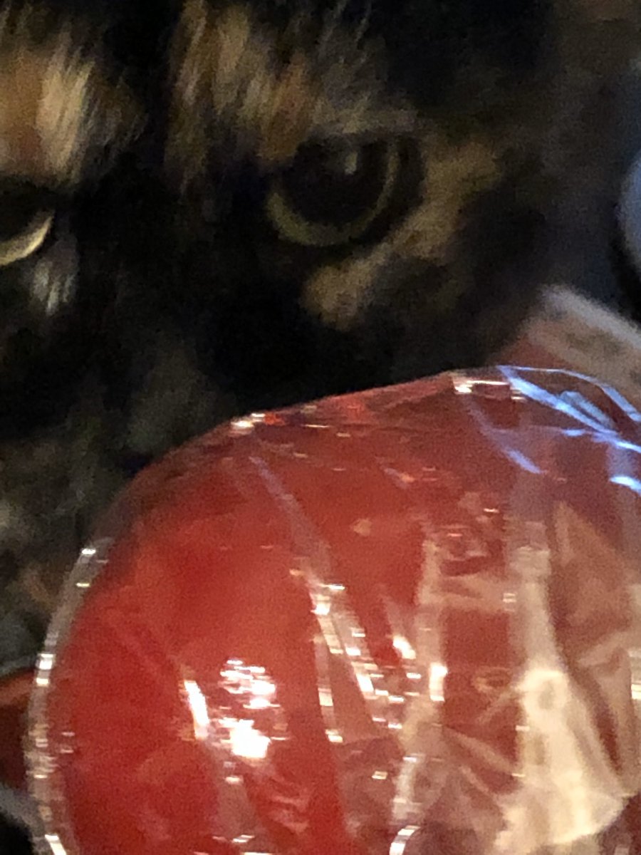 If you help me & become my mom’s friend, I’ll share my candy apple with you! 😸 She needs 500 by August 5th! #cats #CatsOfTwitter #Cat #cats #CatsOnTwitter #torties #tortitude #petsoftwitter #TortieCats #animals #Twitter #love #HelloSummer #furbaby #pets #petpics #wsnc #myws