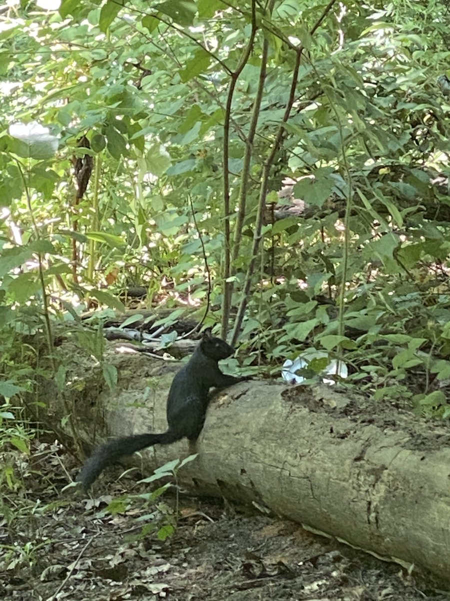 FoScoutField's tweet photo. @RyeGSL Thank you for visiting our beautiful park today &amp; for your support stoping the use of herbicides. Here are some thankful residents &amp; visitors.

@westchestergov @WestchesterPark @WestchestrParks #greenspace #saveourparks #nature #bronxriver @BronxvillePatch https://t.co/EFpr4SinE3
