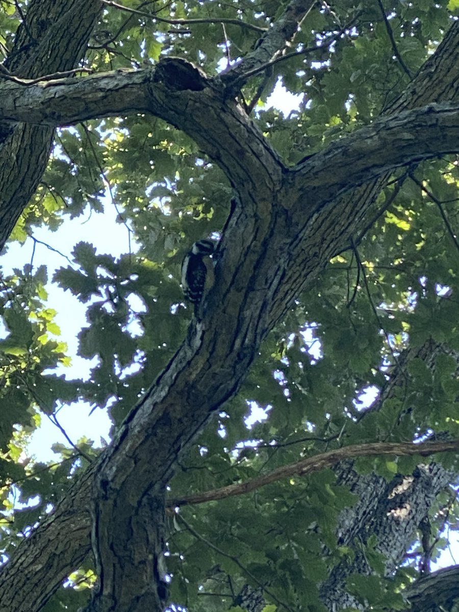 FoScoutField's tweet photo. @RyeGSL Thank you for visiting our beautiful park today &amp; for your support stoping the use of herbicides. Here are some thankful residents &amp; visitors.

@westchestergov @WestchesterPark @WestchestrParks #greenspace #saveourparks #nature #bronxriver @BronxvillePatch https://t.co/EFpr4SinE3