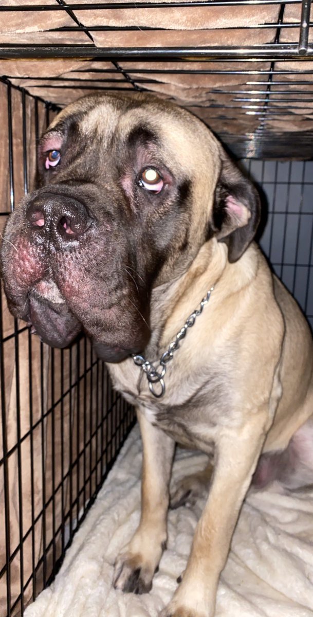 _madsta's tweet image. Wanna see my dog having an allergic reaction? I swear it’s the dopiest, cutest swollen face you’ve ever seen