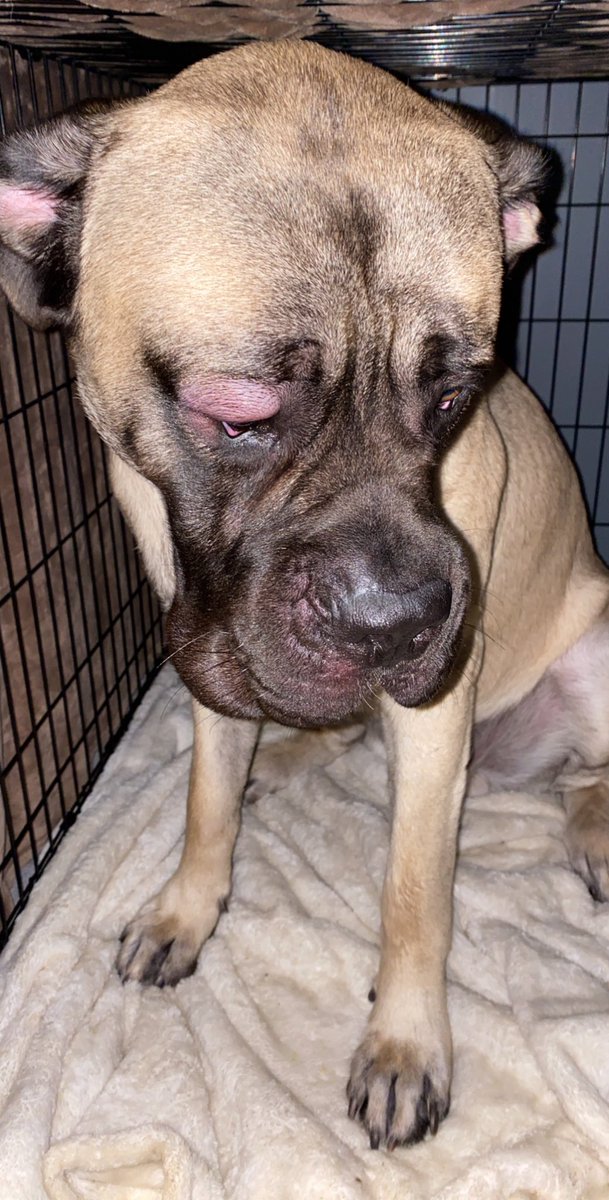 _madsta's tweet image. Wanna see my dog having an allergic reaction? I swear it’s the dopiest, cutest swollen face you’ve ever seen