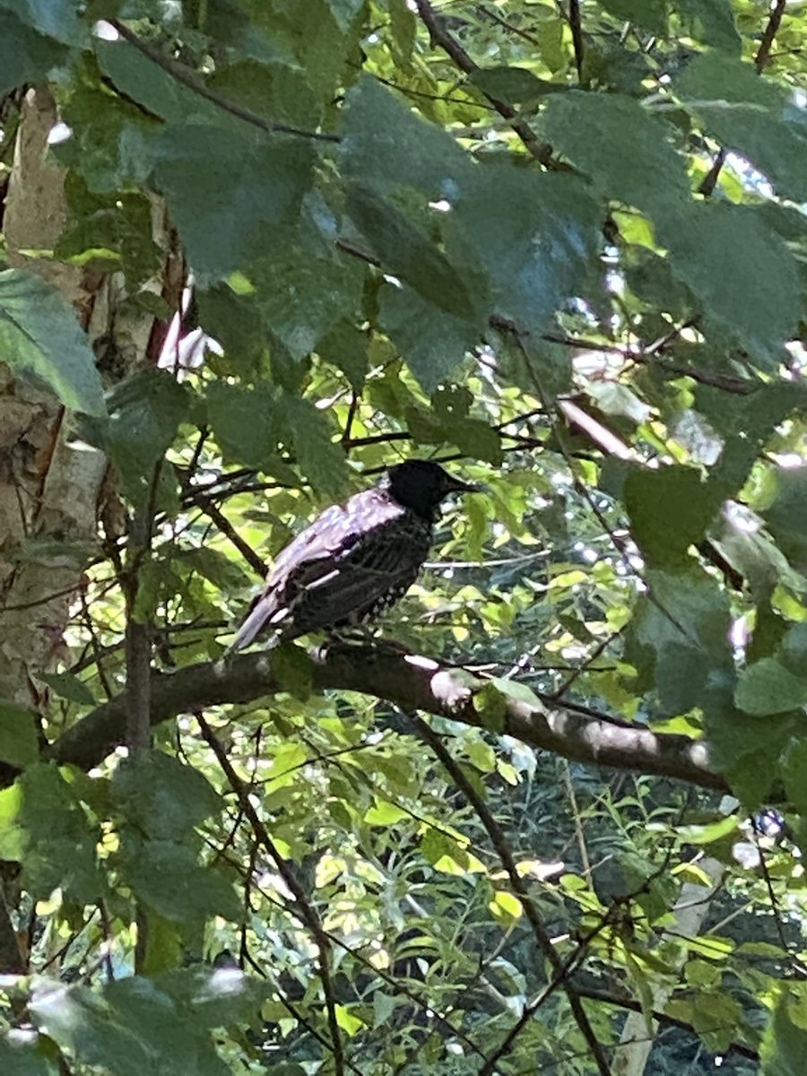 FoScoutField's tweet photo. @RyeGSL Thank you for visiting our beautiful park today &amp; for your support stoping the use of herbicides. Here are some thankful residents &amp; visitors.

@westchestergov @WestchesterPark @WestchestrParks #greenspace #saveourparks #nature #bronxriver @BronxvillePatch https://t.co/EFpr4SinE3