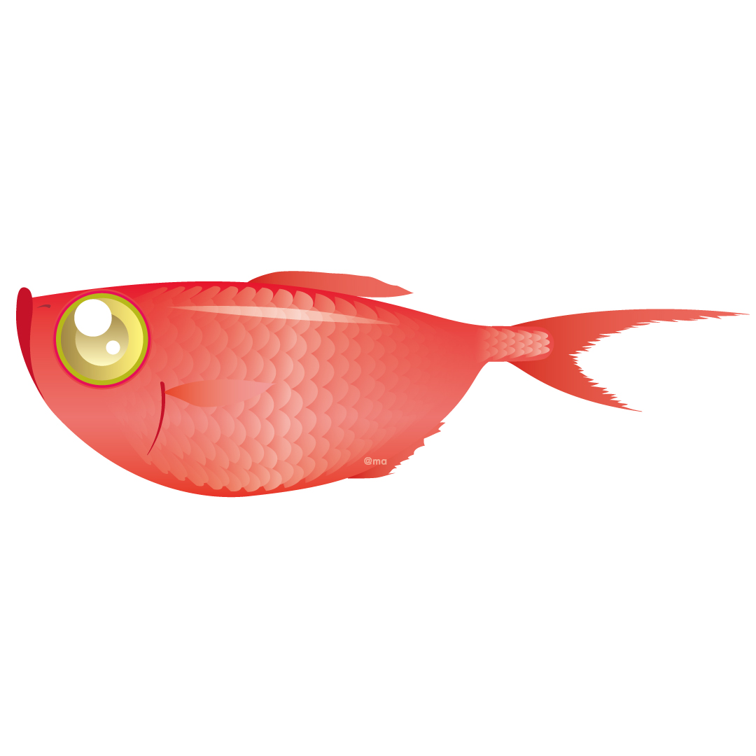 Manami K うちの故郷は こういうのが名産で 金目鯛 鯛 魚 グラフィック デジタル イラスト 海産 魚介
