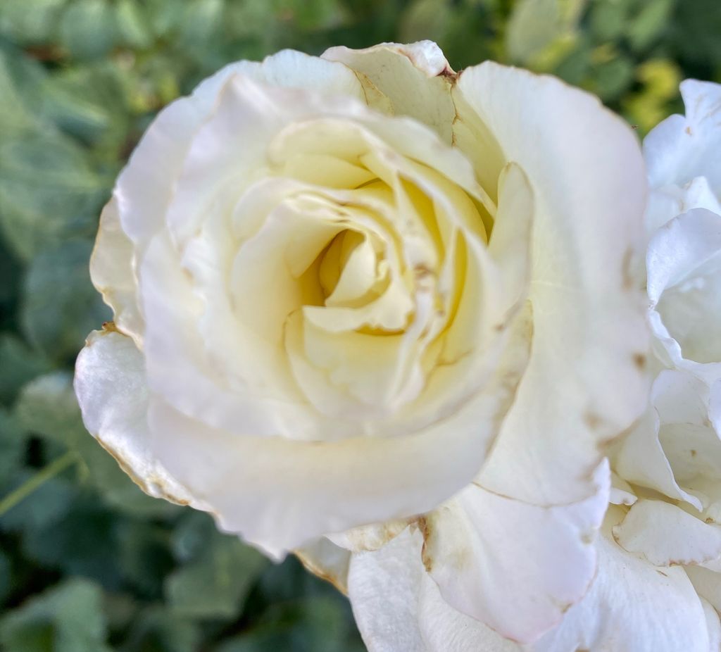 The White Rose
•
•
#flowers #flower #floral_splash #petal #garden_explorers  #instablooms #flowerseverywhere  #blossom #sopretty #bestflowerspics #flowerstagram #flowersofinstagram #flowerdaily #flowerslovers #floral #florals #flowermagic #rose #awesome_florals #floweroftheday