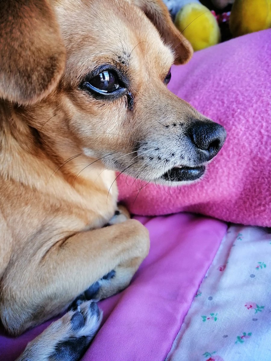 andie_fc's tweet photo. Mi mascota/ su nombre https://t.co/ENHqIe5UB9