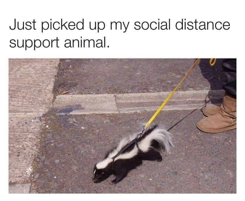 Itsfromcorie's tweet photo. 🦨✌🏼 https://t.co/XMizlZRPpf