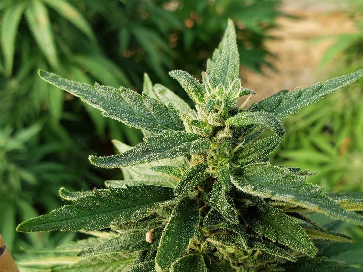 IinaResearch's tweet photo. The cake is getting frosted! Our CBG should be ready soon. We've got high CBG clone strains for sale and CBG coming. We are also offering analysis for cannabis flower, oils, and edibles soon at Healing Hollows Farm in Paonia! Check us out! #iinaresearch #CBG #Clones #Hemp #Paonia https://t.co/JBXi819OxL