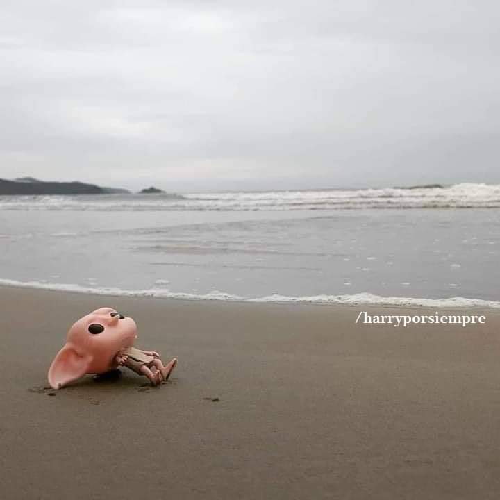bellatrix_lec's tweet photo. Qué playa tan hermosa para estar con amigos, Dobby está feliz de estar con su amigo Harry Potter 😭 https://t.co/cpC0cRpaq8