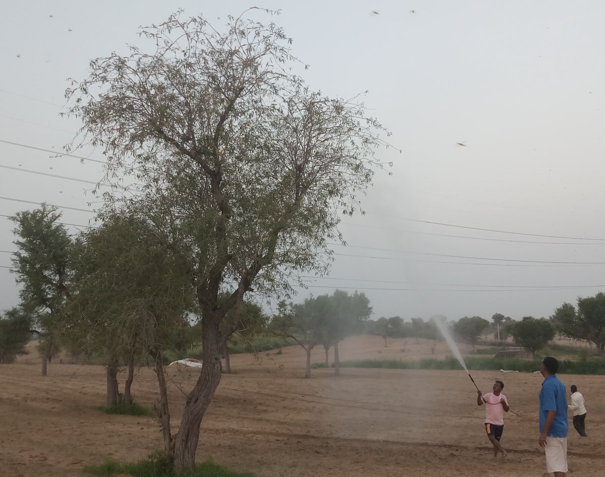 zeerajasthan_'s tweet photo. #Ratangarh । टिड्डियों ने बढ़ाई किसानों की चिंता

क्षेत्र के अन्नदाता परेशान हैं। टिड्डियों ने डाला दर्जनों गांवों में पड़ाव।प्रशासन द्वारा नहीं उठाया जा रहा है ठोस कदम। किसान परिवार सहित दिन रात लगा है टिड्डियों को भगाने में। @Nbudania_INC
@SandeshNayak10
@ChuruPolice https://t.co/wU8VoS7x7g