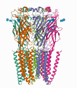 lewischewis's tweet photo. love this idea - quickly visualize PDB files directly in the terminal. As an example this is 3JAE, a glycine receptor. https://t.co/6FOTJuv551 https://t.co/Z0MFiZIGYB