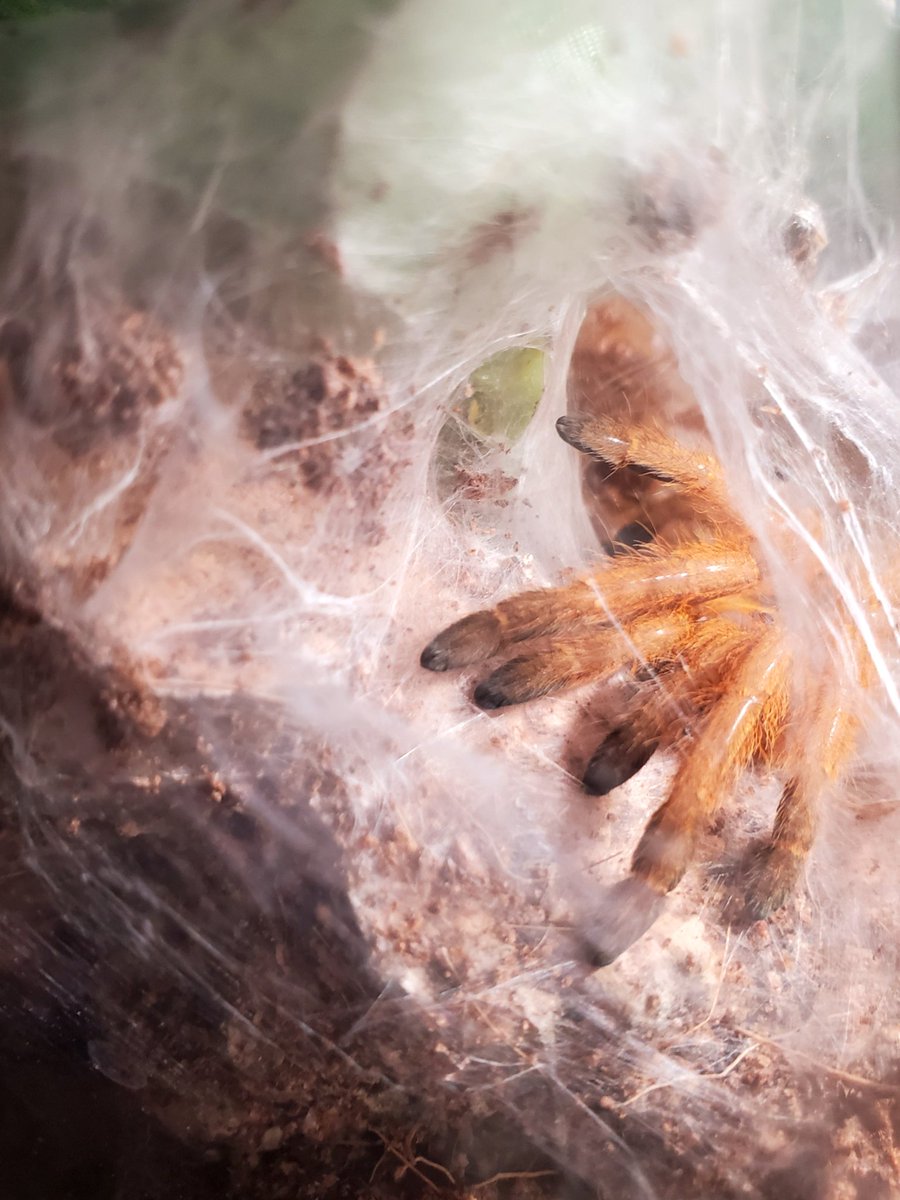 27walto's tweet photo. Content Warning: Tarantulas

Leggies of Rex, the OBT sling, freshly molted :)

#tarantulas #tarantula #spider #spiders #arachnid #exoticpets #obt #orangebaboontarantula #orangebiteything #pmurinus https://t.co/VdgJTVp1Qq