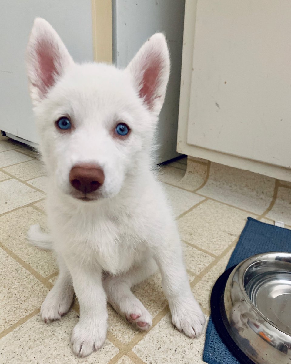jenaemonsta's tweet photo. Becoming a dog mama is one of the best things to happen in my 27 years of existence. Meet Kaya my 7-week-old Siberian Husky 🥺💙🌌 https://t.co/Tq9OJzhac7