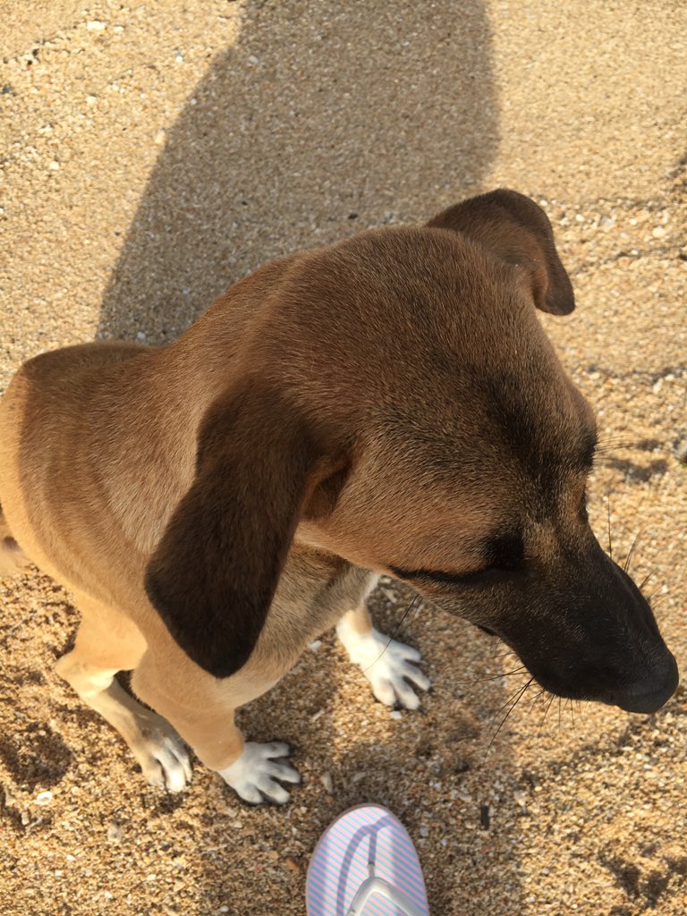 this is in sicogon, ph !! i’d say this is my fave vacation there were doggos in one side of the beach :0