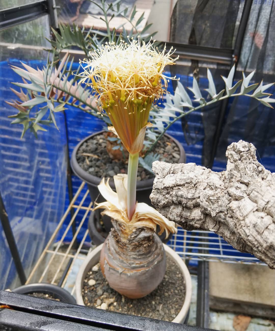 ブーファンハエマンソイデス Boophane フラワー・ガーデニング ブーファンハエマンソイデス