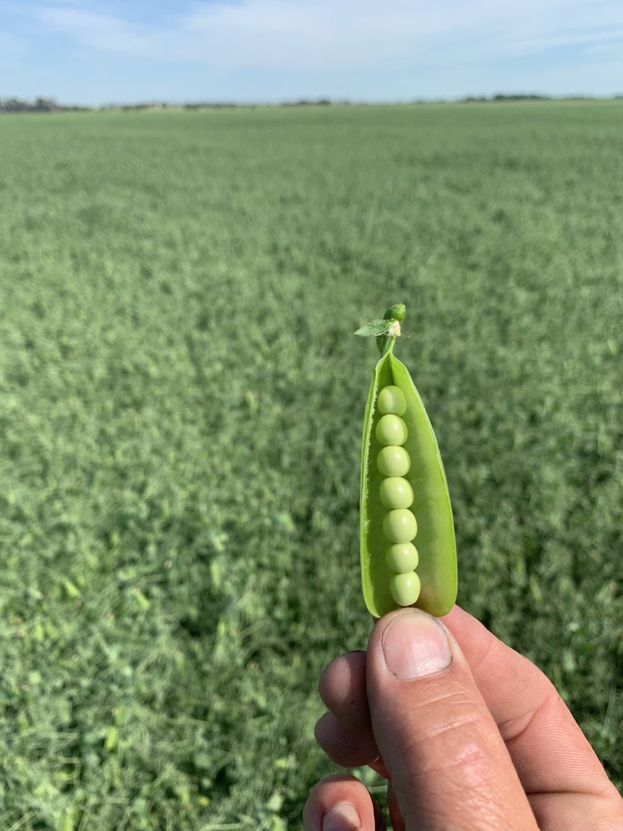 Sure hope we can keep the blight away from these beautiful Registered Carver peas. 2x Delaro for seed production. Plant protein 2021. ⁦<a href="/canterraseeds/">CANTERRA SEEDS</a>⁩ ⁦<a href="/LD_Seeds/">LD Seeds</a>⁩.