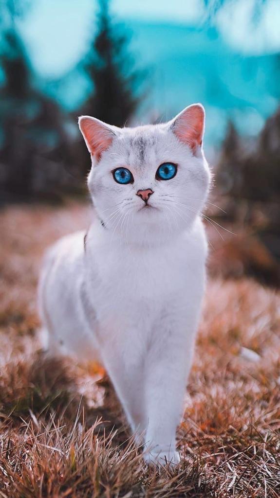 zotova_angel33's tweet image. 🐺