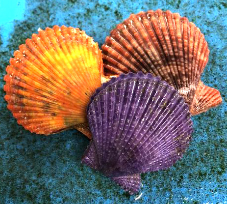 海の宝物