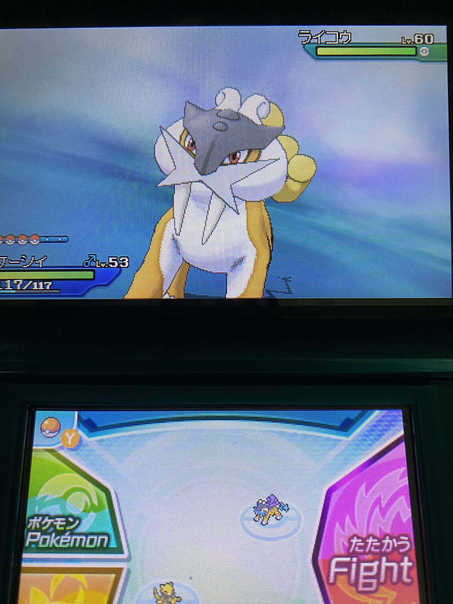 しょたを ポケモン 色ライコウやっと来た しっかりウルボでgetしたぜ ポケモン ポケモンusum 色違い 伝説 準伝説 3犬 ライコウ めざぱはハガネでした T Co Zalksyncms Twitter