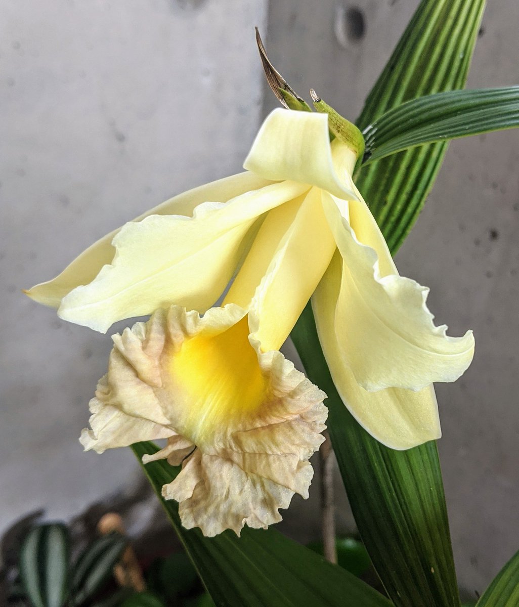 mertbirdwater57's tweet photo. This showy #Sobralia lasted only a few days.
Luckily the #foliage is pretty, so I guess I will keep it around 😉 until it #blooms again.
#orquidea #orchid
#ofmexico #Xalapa
#Veracruz #cloudforest
#flower https://t.co/3MmPCLRrAF