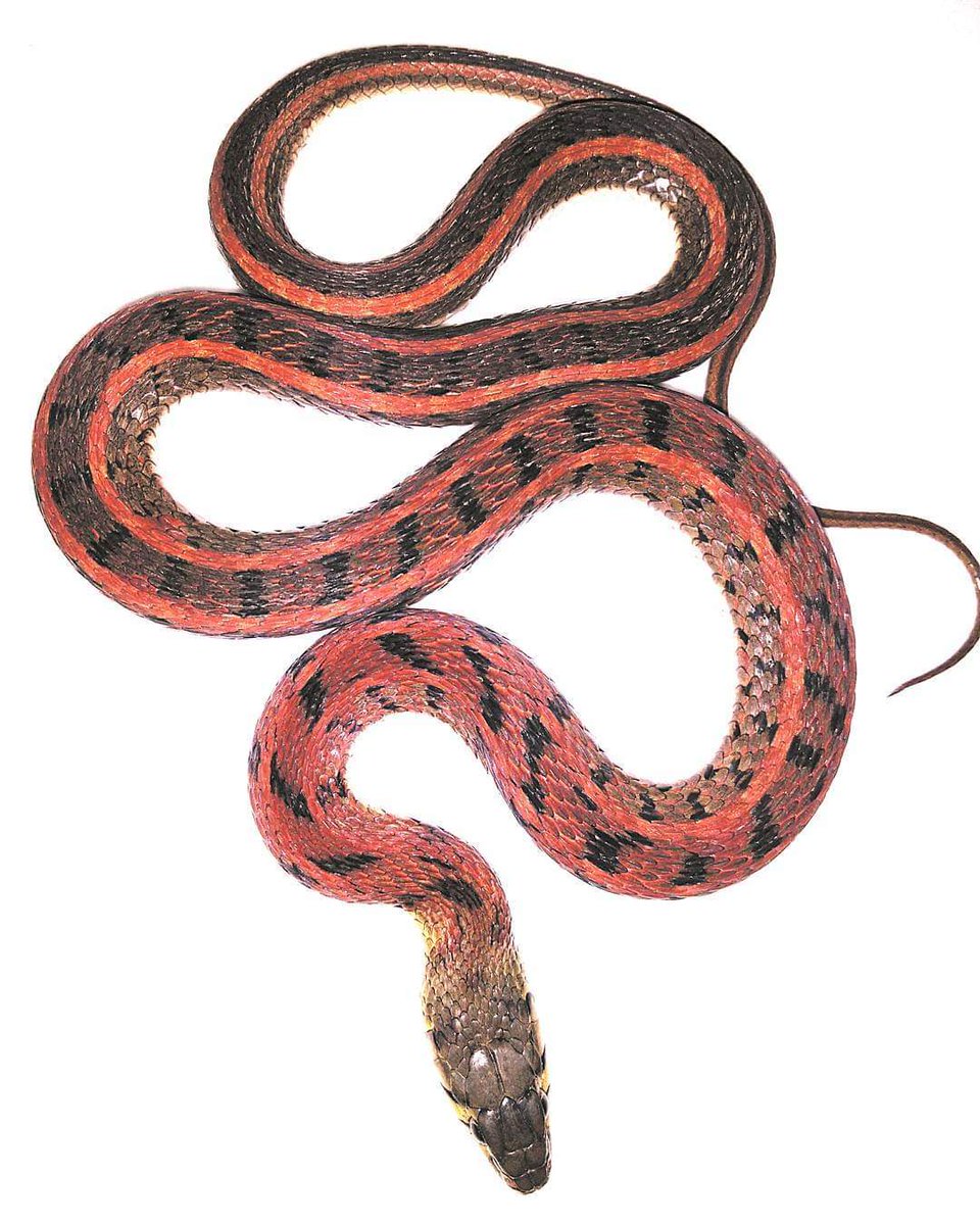 varad_giri's tweet photo. 319 species of #snakes in #India of which about 65 species are #venomous. We #need then as without them #biodiversity will #collapse. On this #WorldSnakeDay let's understand them and #ProtectSnakes. #WorldSnakeDay2020 https://t.co/VopYbUvGEn