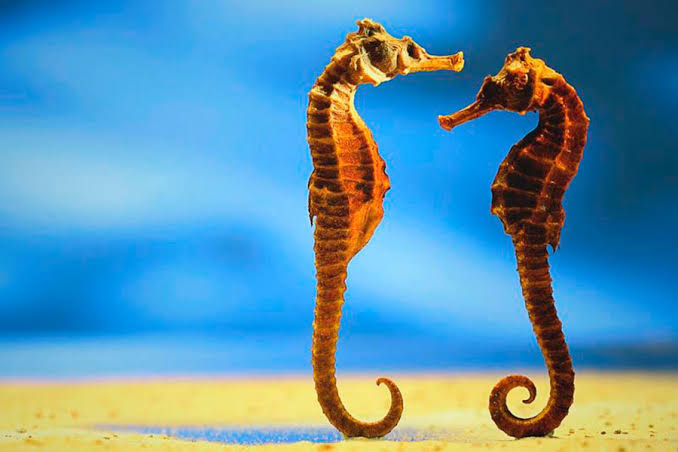 Los caballitos de mar elijen una pareja durante toda su vida cuando esta muere permanecen solos por un tiempo y mueren también.