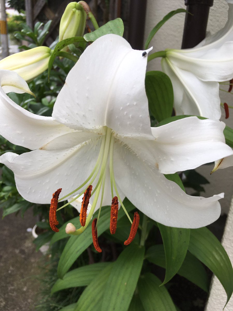 洋子 カサブランカ と タイガーリリー 鬼百合 花びらに斑点が無いカサブランカと 豹紋柄の鬼百合が 7 16 午前9時 写す