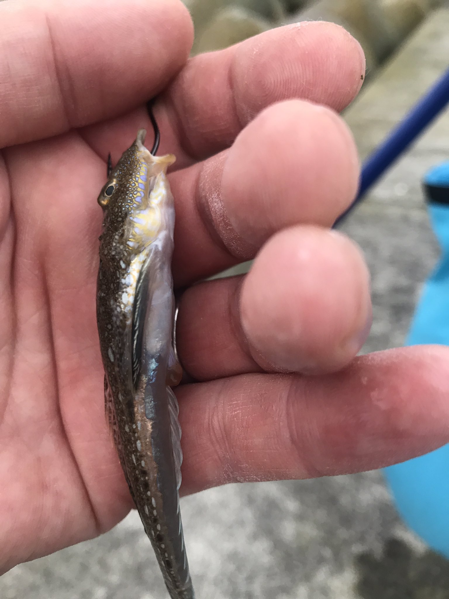 あべちゃんねるず 釣りチャンネル この魚ってなんでしょう 先日 大岸漁港で釣れたのですが マゴチに似てるような マゴチは北海道の魚じゃないですよね T Co Juqrccc6on Twitter