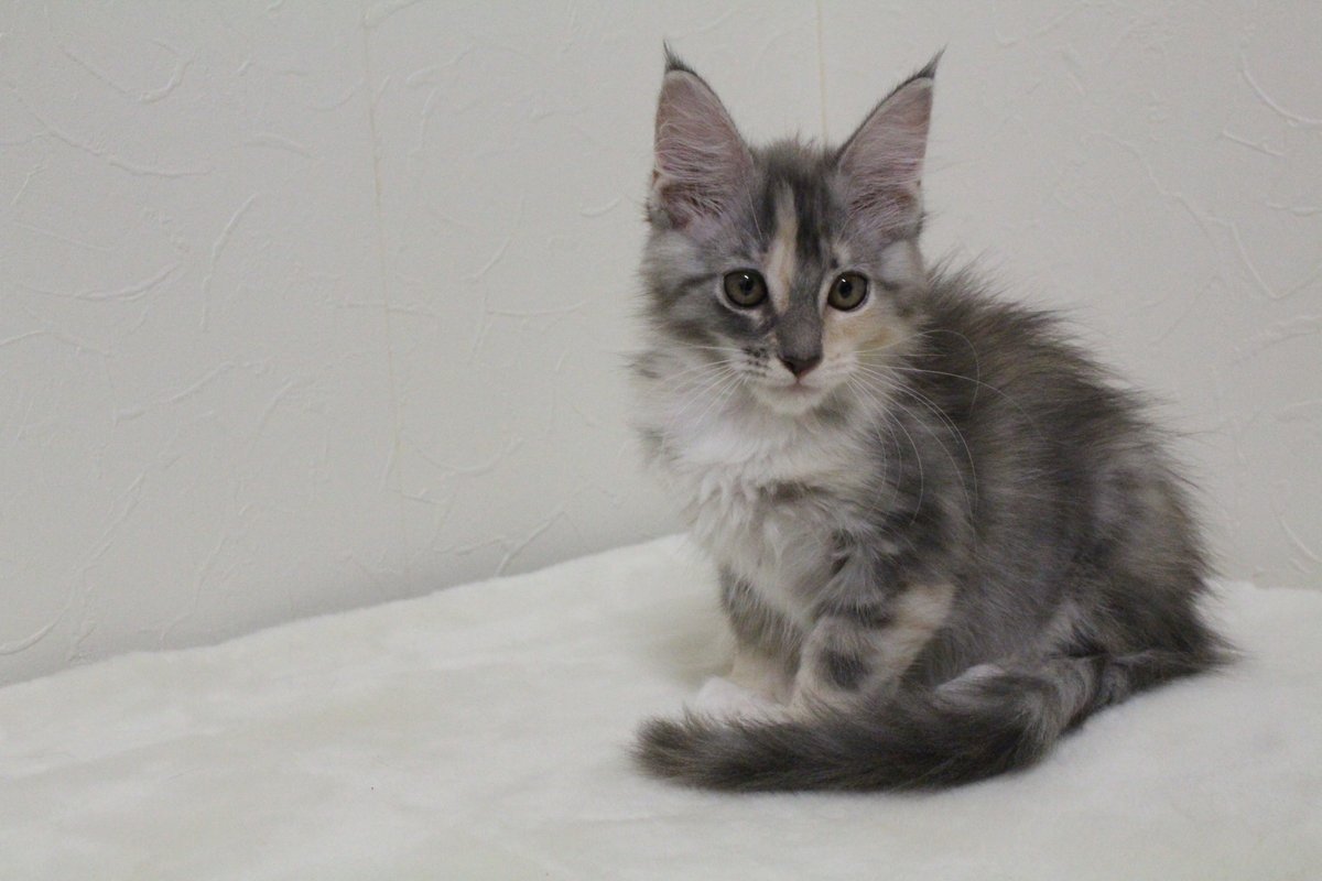 Ruimarimo 可愛い猫達 Milky Way 美しい猫種メインクーン 可愛い仔猫 メインクーン仔猫 メインクーンブリーダー 猫好き 猫のいる生活 メインクーン Ruimarimo 可愛い猫達 Milky Way 美しい猫種メインクーン 可愛い仔猫 メインクーン仔猫 メインクーンブリーダー 猫好き 猫のいる生活 メインクーン
