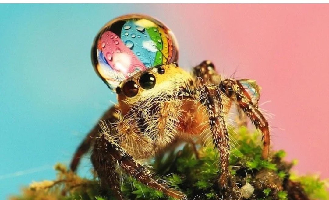 Photos of spiders wearing water droplets exist! They are probably staged. But still so super cute.[It is a close-up of a smol jumping spider with a water droplet sitting on top of its head. Very cute ]