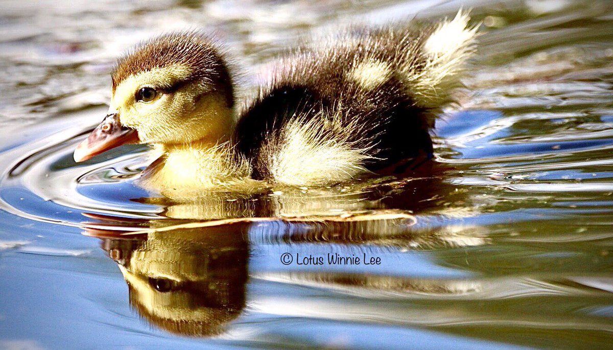A Muscovy Duckling in Central America. Sooo adorable! #muscovyduckling #birdwatching #wildlife