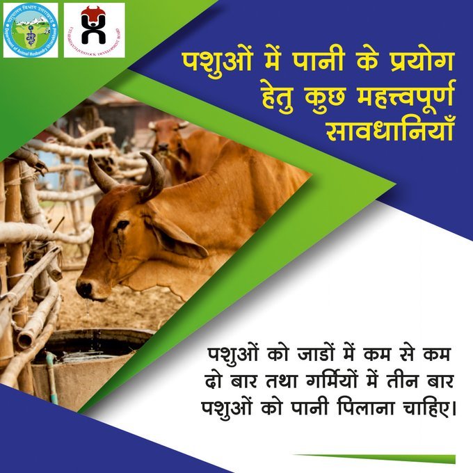 KisanKrantiIG's tweet photo. पशुओं को जाड़ों में कम से कम दो बार तथा गर्मियों में तीन बार पानी पिलाना चाहिए। बारिश के मौसम के दौरान भी पशुओं के बाड़े में पानी की उचित व्यवस्था होनी चाहिए, ताकि वे आवश्यकतानुसार पानी पी सकें।
#WaterImportance #CattleCare #DrinkingWater #Tips #AnimalHealth #PashudhanUK https://t.co/qjjLjzrGZH