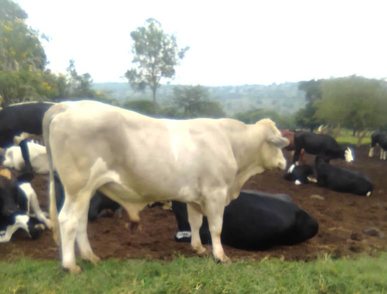 GodivaMugume1's tweet photo. @sejudav tokabanoyenda #enimi nungi nkegi yokubikira
Cc. @CattleAnkole
Cc. @AsantejnrRuhima
Cc. @1franktumwebaze https://t.co/bp37HcGUrm