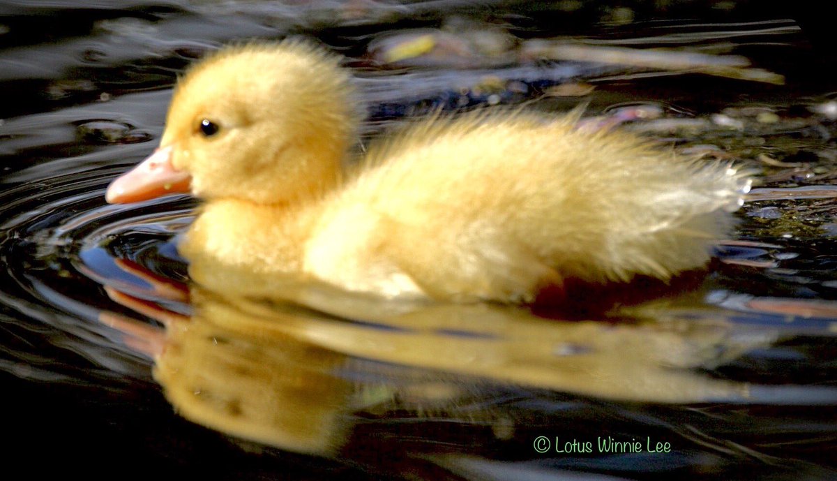 Another Muscovy Duckling in Central America. #muscovyduckling #birdwatching #wildlife