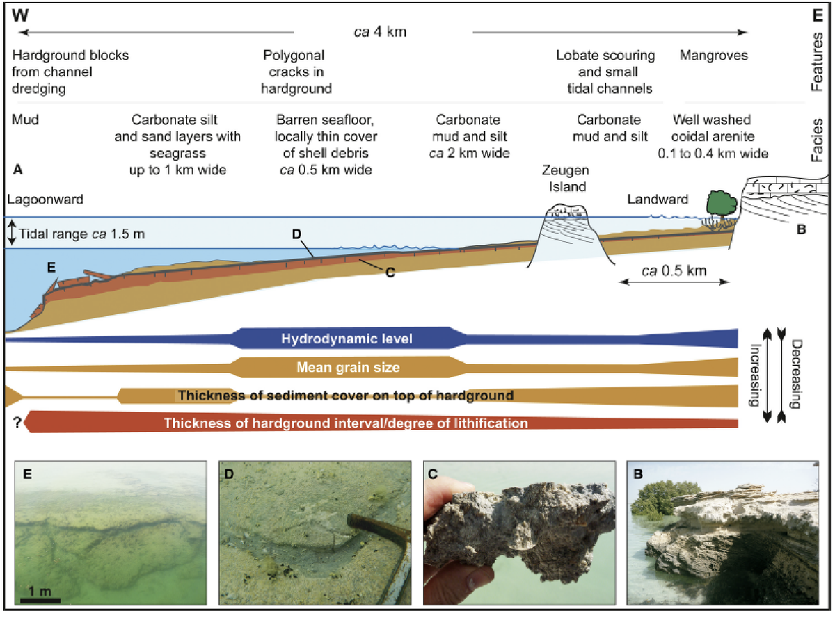 StephenLokier's tweet image. In our new #OpenAccess paper in @JSedimentology, we take a good look at the complexity of '#hardground' formation in shallow marine #carbonate environments. Download for free here:
onlinelibrary.wiley.com/doi/full/10.11…

#beachrock #firmground #ConcretionaryLayers #CarbonateCementation