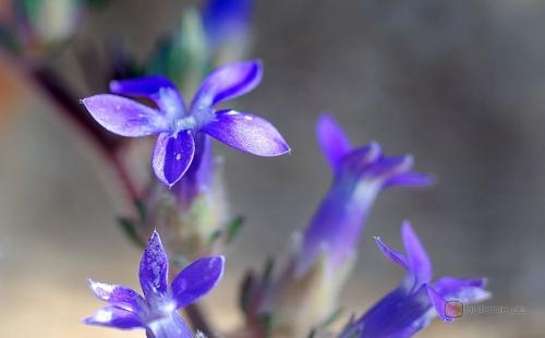 DeepakKGhosh1's tweet photo. Presenting ERC Flora Digest! 
Family copanulaceae Flora .cyananthus incanus. A flora of Darjeeling himalayas and foothills

For details; reach us at info@ercg.in

#savetheplanet  #flora #biodiversity #digest  #ercfoundation #ercgroup
https://t.co/0PUexsBBXn https://t.co/B681k0mWIX