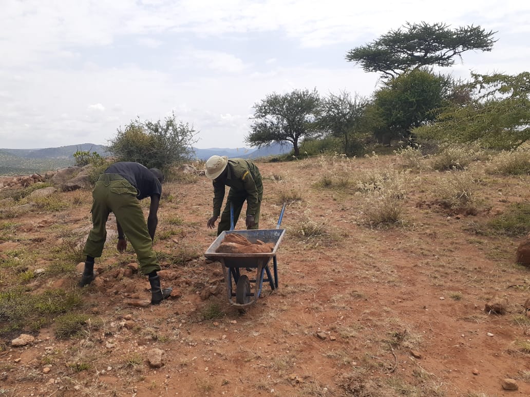 NaibungaC's tweet photo. Our community scouts are doing the labor work to ensure that their new camp construction is complete, this is collaborative effort between the community members, our partners and the conservancy management through our call for #Communityfinancing https://t.co/jM5V9ggWwi
