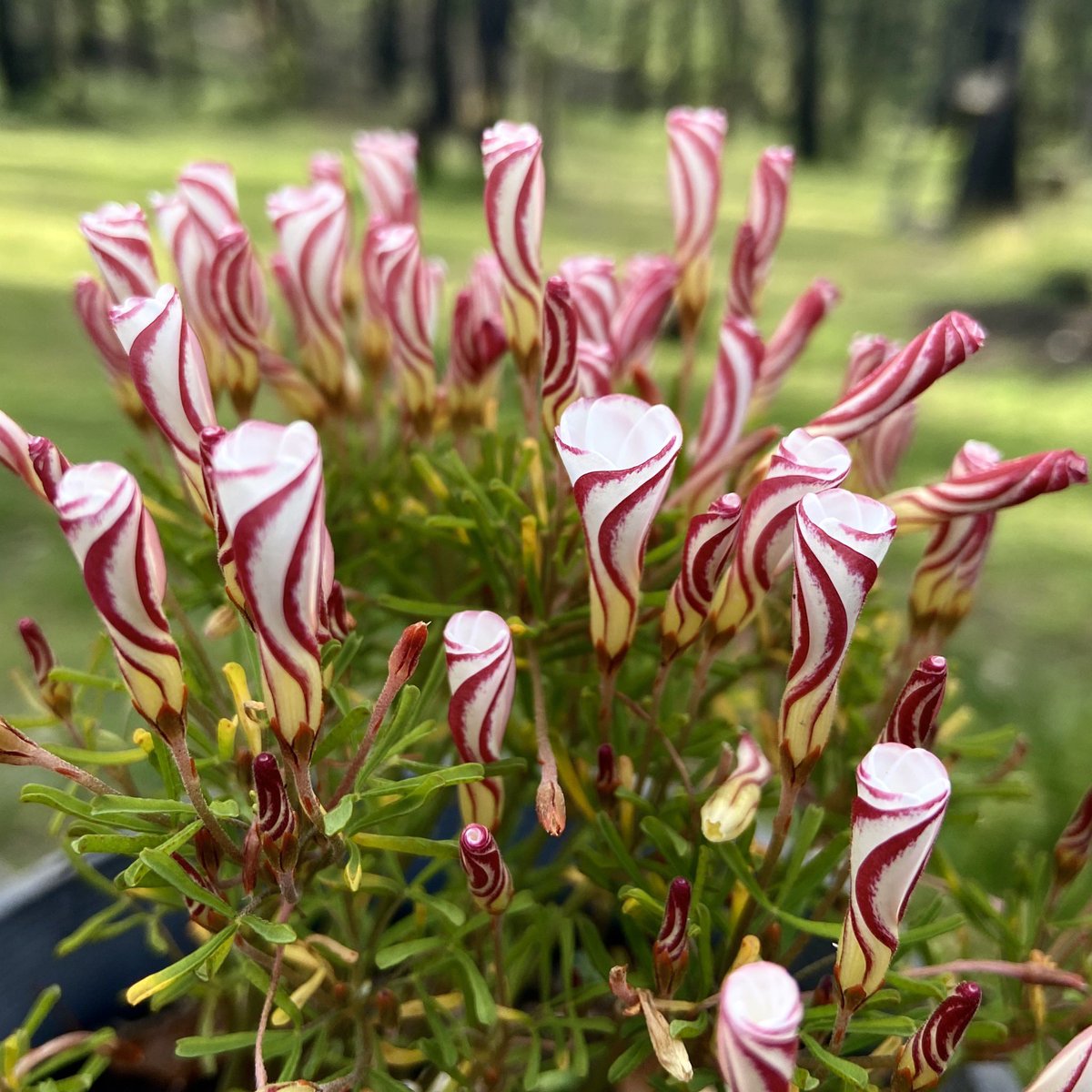 Oxalis versicolor. Is there a better looking flower when it’s closed? #bulbs #oxalis