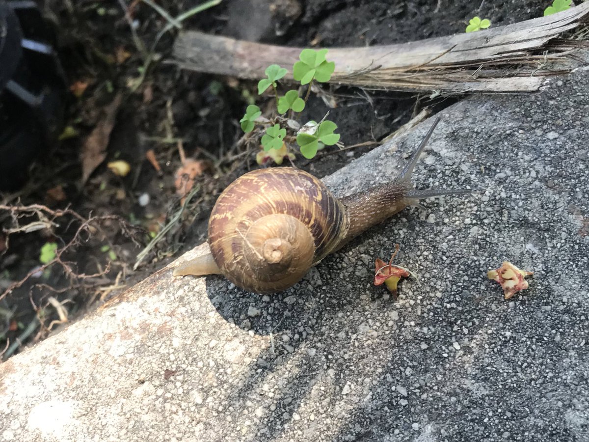 sunshineoliviaN's tweet photo. I saw a snail today! I love him 😍 https://t.co/57x8jgglpm