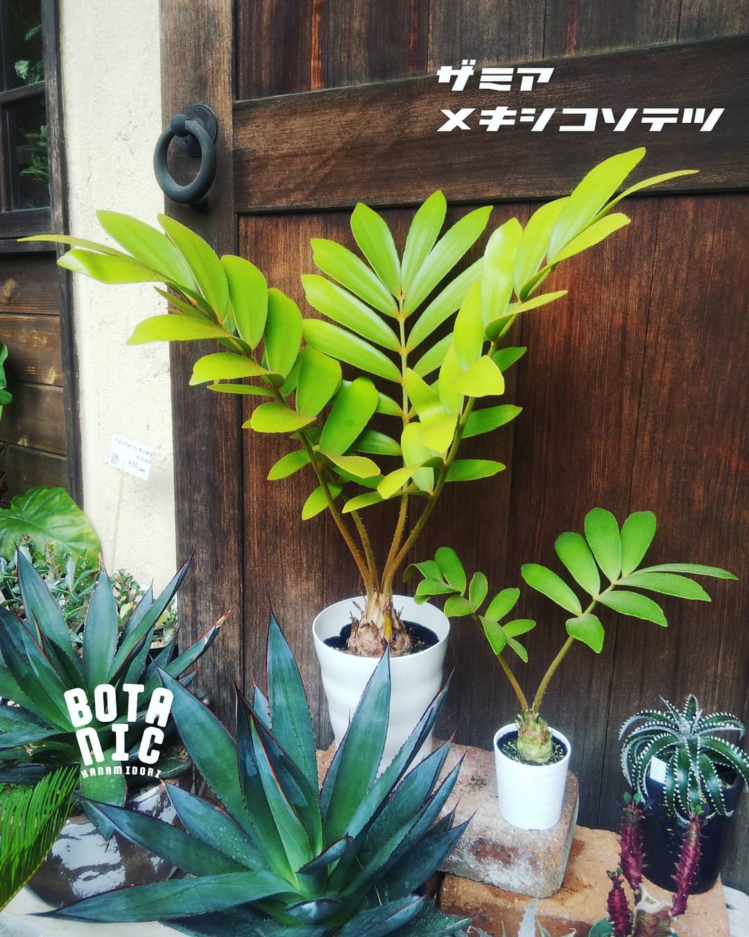 園芸専科 花見鳥 Hanamidori こんにちは ステキな植物が入荷してまいりました ザミア メキシコソテツ 日本の住宅の庭や玄関先の鉢植えで見るソテツ 蘇鉄 とはちょっと変わった雰囲気ですよね 大小2種類ございます ソテツ メキシコソテツ ザミア