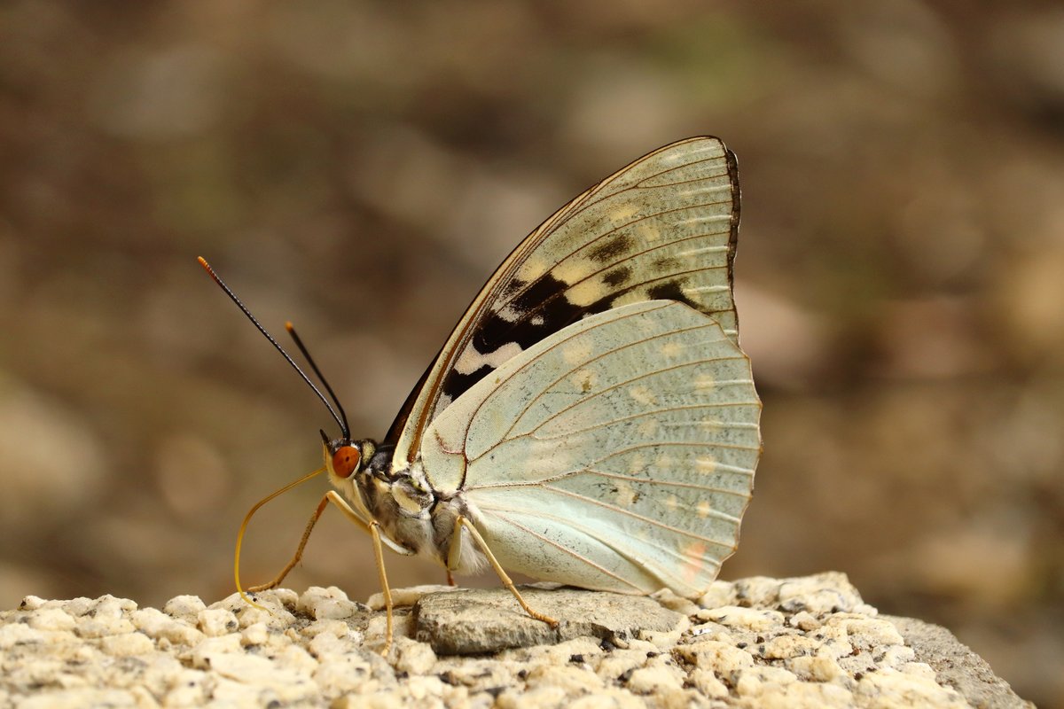 近頃、国蝶のオオムラサキにご来園いただいております。 青紫色の翅が