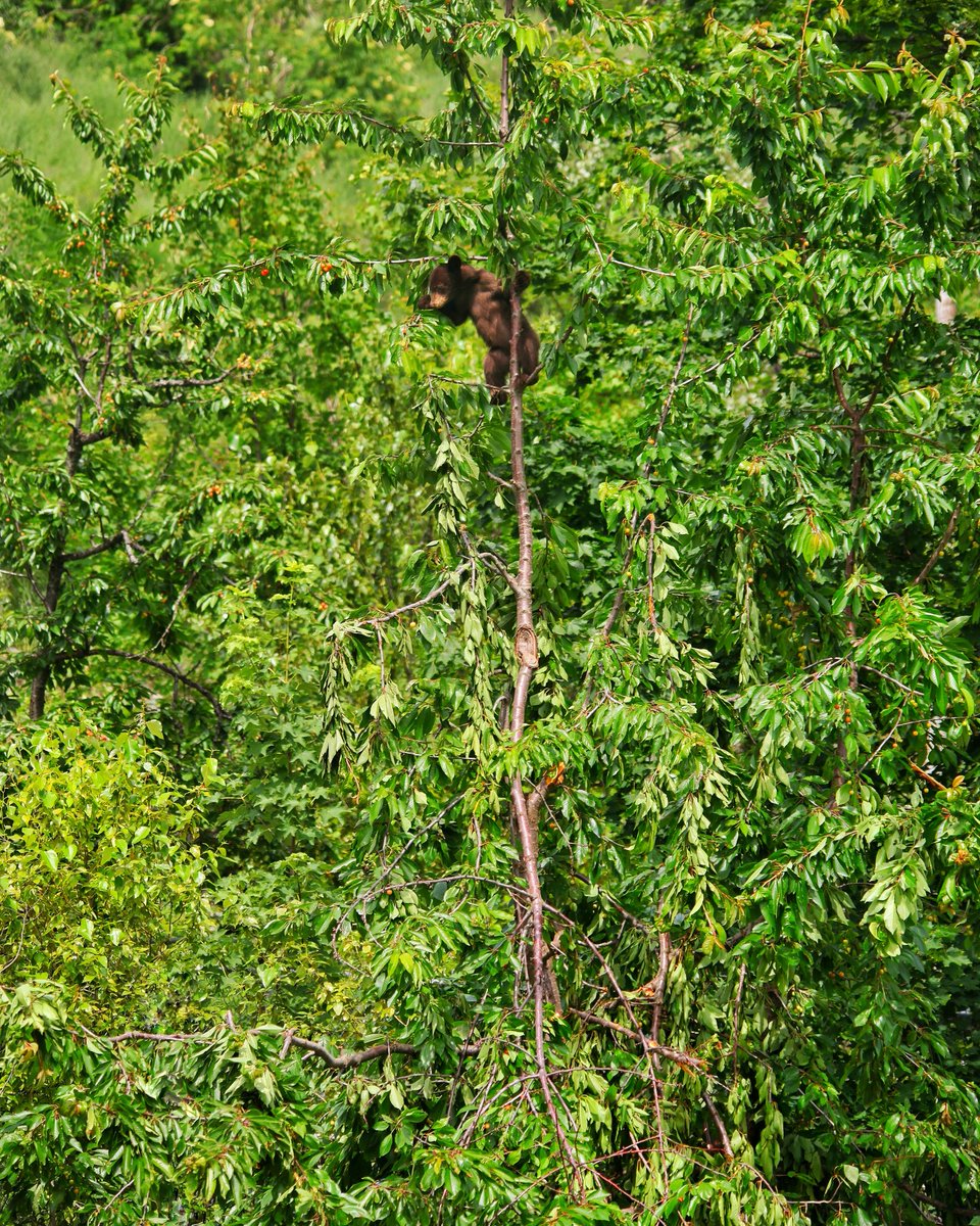 Dax Justin tweet media