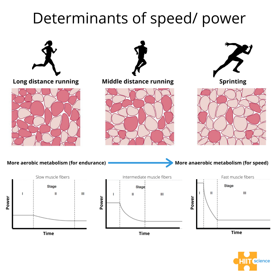 On Twitter Predominant Muscle Fibre Type Affects An on-twitter-predominant-muscle-fibre-type-affects-an