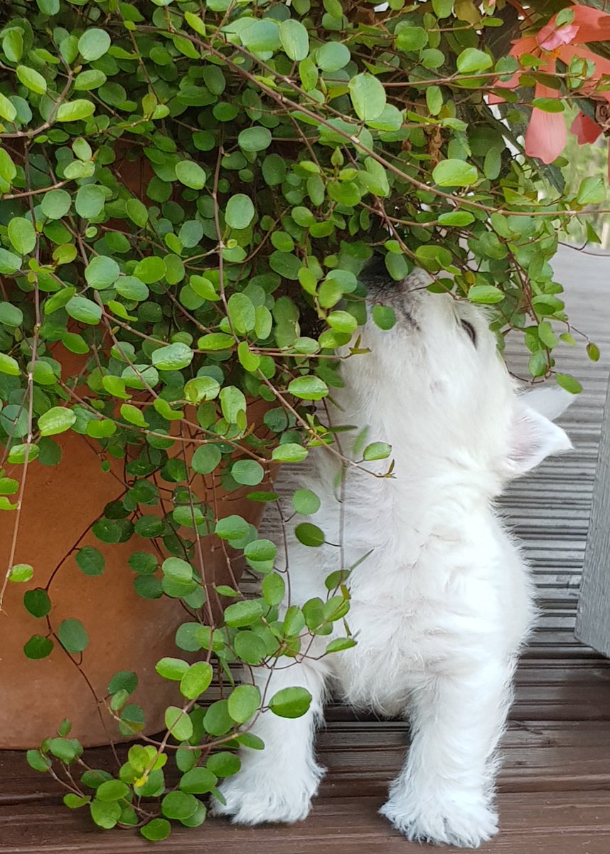 FamulusWesties's tweet photo. Bruno, 6 wk. First time in the garden Very brave little westieboy.❤🐾 #westie #puppy #oneandonly #famulus https://t.co/tImjO23dkh