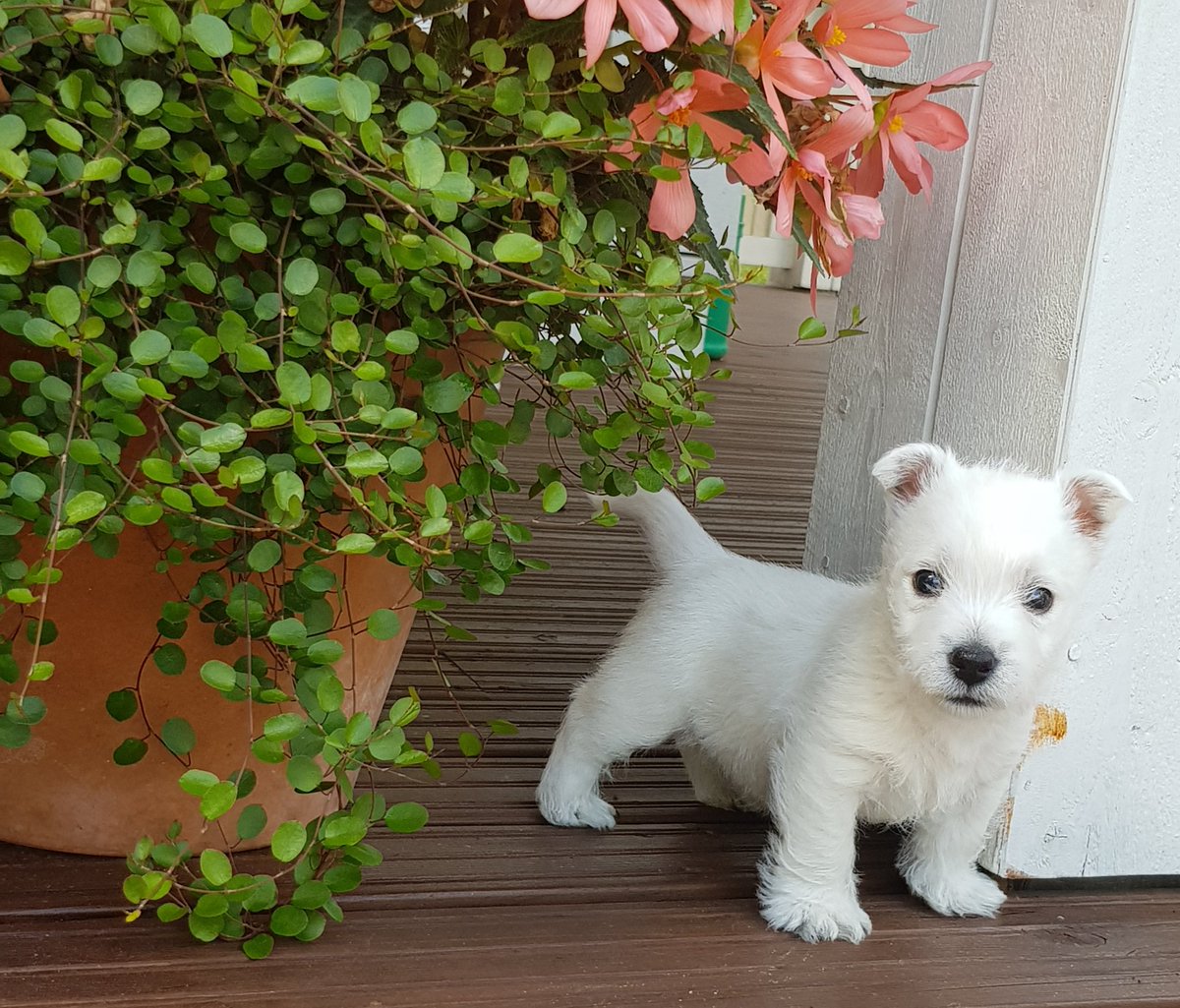 FamulusWesties's tweet photo. Bruno, 6 wk. First time in the garden Very brave little westieboy.❤🐾 #westie #puppy #oneandonly #famulus https://t.co/tImjO23dkh